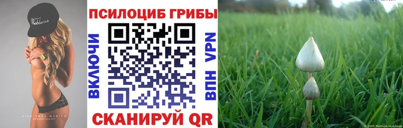 Псилоцибиновые грибы Psilocybe  omg tor  Пустошка 